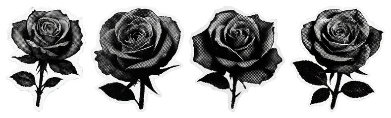 Fototapeta premium Vintage black rose illustrations