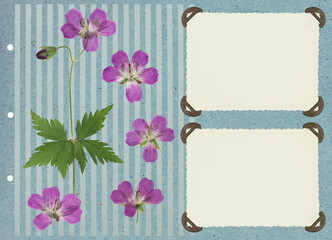 Photo album layout with empty photo frames and dried flowers. Page for stories. Scrapbook composition with floral element. Page from photo album. Pressed and dried flowers.