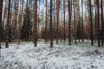 winter forest landscape with snow