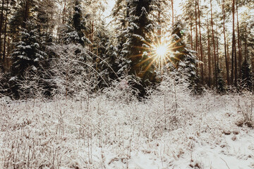 winter forest landscape with snow