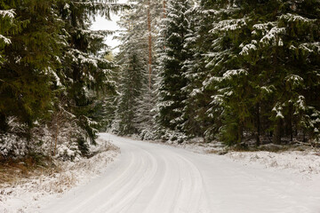 winter forest landscape with snow