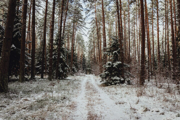 winter forest landscape with snow