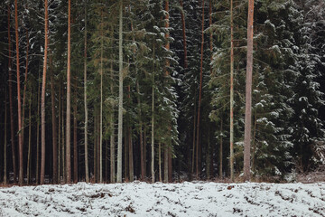 winter forest landscape with snow