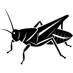Black grasshopper silhouette on white background insect 2