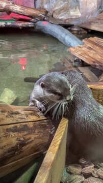 A close-up of two lovely otters cleaning each other's fur on a pondside rock.