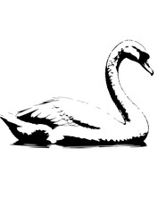 black and white swan