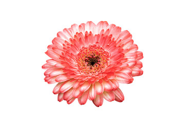 Gerbia 'Sundayz' (Gerbera) a summer flowering plant with a pink summertime flower commonly known as African daisy, png file cut out and isolated on a transparent background