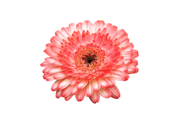 Gerbia 'Sundayz' (Gerbera) a summer flowering plant with a pink summertime flower commonly known as African daisy, png file cut out and isolated on a transparent background