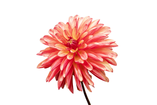Dahlia 'Crazy Legs' a summer autumn fall flowering tuber plant with an orange red summertime flower, png file cut out and isolated on a transparent background, gardening stock photo image - Powered by Adobe
