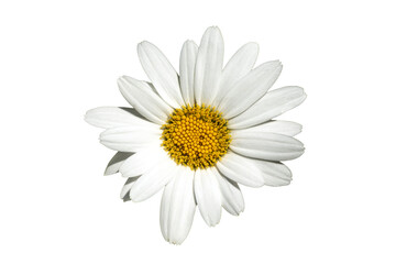 Obraz premium Leucanthemum x superbum a summer autumn fall flowering plant with a white summertime flower commonly known as Shasta daisy png file cut out and isolated on a transparent background