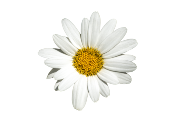 Leucanthemum x superbum a summer autumn fall flowering plant with a white summertime flower commonly known as Shasta daisy png file cut out and isolated on a transparent background