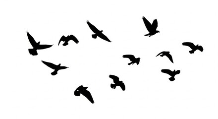 Silhouette flock of birds flying freely across the sky, representing freedom and nature
