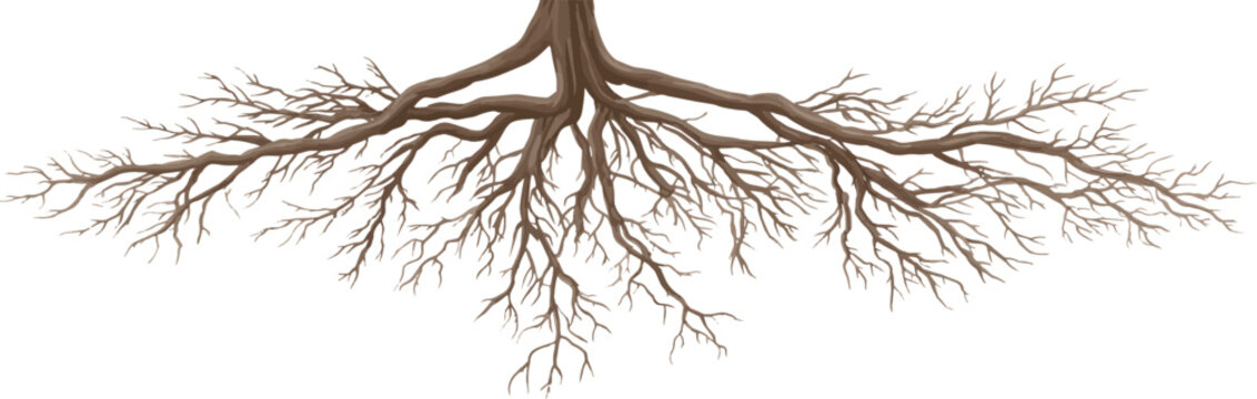 Bare root isolated on, a symbol of winter season