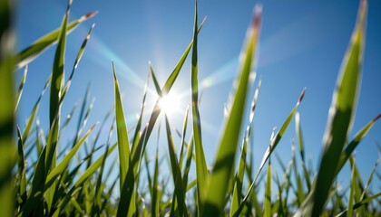 Obraz premium A close up view of a field with tall grass under a bright sun. The sun casts shadows on the blades of grass, indicating it is either early morning or late afternoon