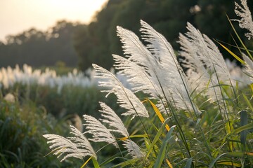 Tall pampas grass plumes backlit by soft sunlight