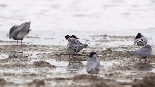 Sumru - Common Terns near the lake