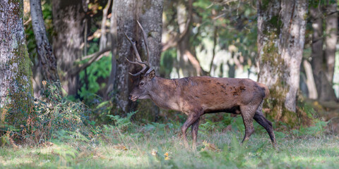 Red deer stag walking in a plain at the edge of a forest during the rut. Cervus elaphus, Réserve zoologique de la Haute-Touche, Azay le Ferron, Indre 36, région Centre Val de Loire, France, Europe