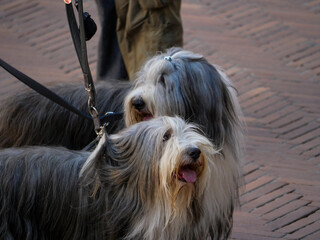 Naklejka premium Italie - San Gimignano - Toscane