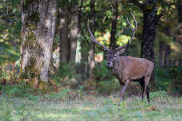 Red deer stag walking and observing in a plain at the edge of a forest during the rut. Cervus elaphus, Réserve de la Haute-Touche, Azay le Ferron, Indre 36, région Centre, France, Europe