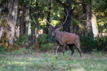Red deer stag walking in a plain at the edge of a forest during the rut. Cervus elaphus, Réserve zoologique de la Haute-Touche, Azay le Ferron, Indre 36, région Centre Val de Loire, France, Europe