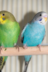 Two parrots in one cage