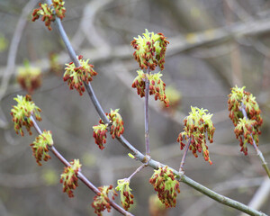 In nature, the ash maple (Acer negundo) blooms