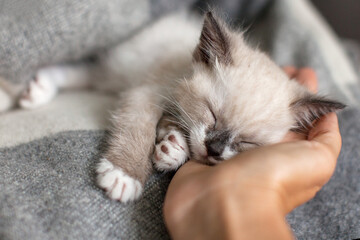 Cute gray kitten sleeps in a woman's hand, little cat