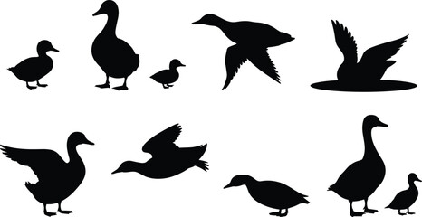 PrintCollection of duck silhouettes in various poses, flying, walking, swimming, wildlife vector illustration for nature, birds, outdoor themed graphic designs