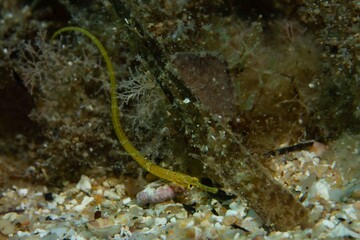 Needle in the Hay: Intimate view of the Syngnathus acus (Great Pipefish), perfectly camouflaged among the detritus and sea grass on the shallow seabed