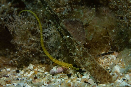 Needle in the Hay: Intimate view of the Syngnathus acus (Great Pipefish), perfectly camouflaged among the detritus and sea grass on the shallow seabed
