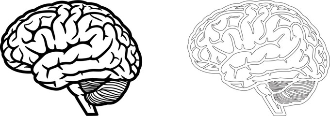 A detailed anatomical illustration of a human brain, showcasing its intricate structure and lobes, isolated on, representing intelligence, thought, and the complexity of the mind