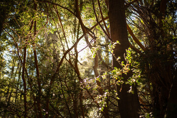 paisaje bosque patagonia argentina arboles arrayanes
