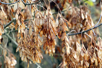 Ash maple (Acer negundo) branch with ripe seeds