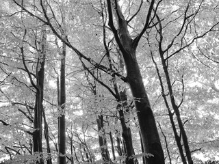 Beech trees