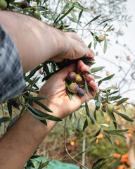 Close-up of the hands of an adult farmer as he works to harvest ripe olives in autumn. Traditional agriculture in Sardinia.
