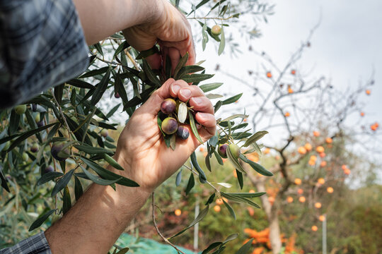 Close-up of the hands of an adult farmer as he works to harvest ripe olives in autumn. Traditional agriculture in Sardinia. - Powered by Adobe