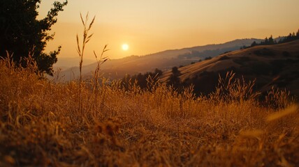 Golden Sunset Over Rolling Hills and Fields of Wheat