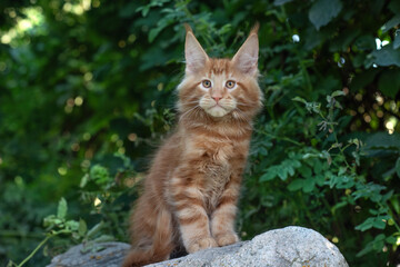 A big red maine coon kitten sitting on a tree in a forest in summer.