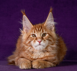 A red maine coon kitten playing on purple background.