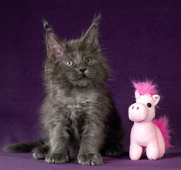A blue maine coon kitten playing with toy horse on purple background. New Year's symbol.