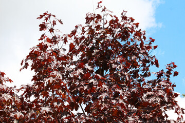 Black maple trees (Acer nigrum) are used in landscape design