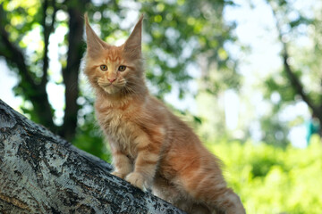 A big red maine coon kitten sitting on a tree in a forest in summer.