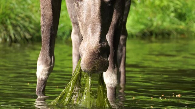 Moose enjoying an afternoon snack of fresh lake weeds in Northern Maine