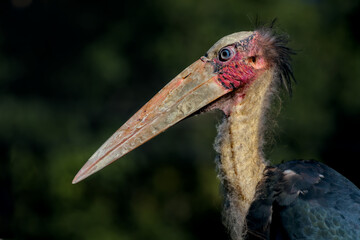 Close-up Portrait of Endangered Marabou Stork Bird