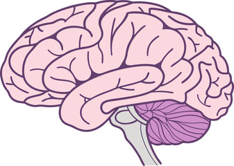 Isolated human brain with detailed anatomical features, vector model for medical research, science study, and educational purposes.