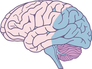 Vector illustration of isolated human brain, highly detailed anatomical structure for medical science research, study, and education.