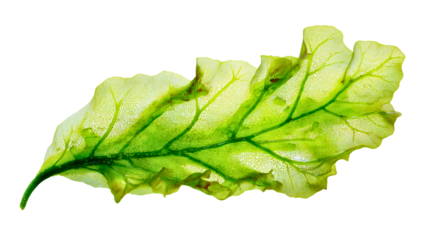 A transparent green seaweed frond, a macro algae leaf with net structure, a marine plant object, a biological texture, an aquatic nature close-up for science.