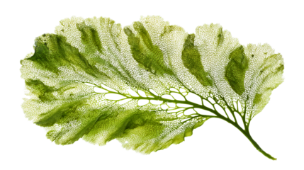 A fresh green seaweed leaf, a transparent aquatic plant with net texture, a detailed algae frond close-up, a marine nature object, a biological cell pattern.