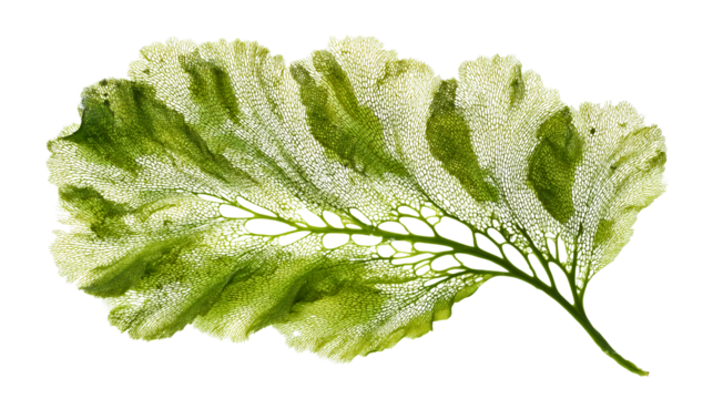 A fresh green seaweed leaf, a transparent aquatic plant with net texture, a detailed algae frond close-up, a marine nature object, a biological cell pattern.
