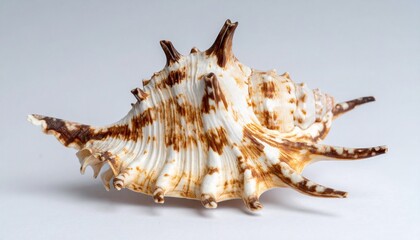 Fototapeta premium Spiny Seashell with Brown and Orange Stripes on Gradient Gray Blue Background in Close-Up Artistic Display